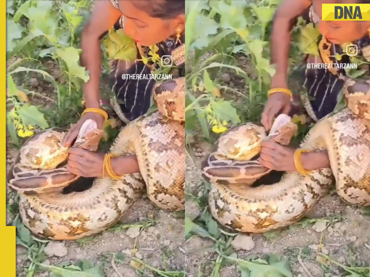 Saree-clad woman captures massive python bare-handed, video goes viral