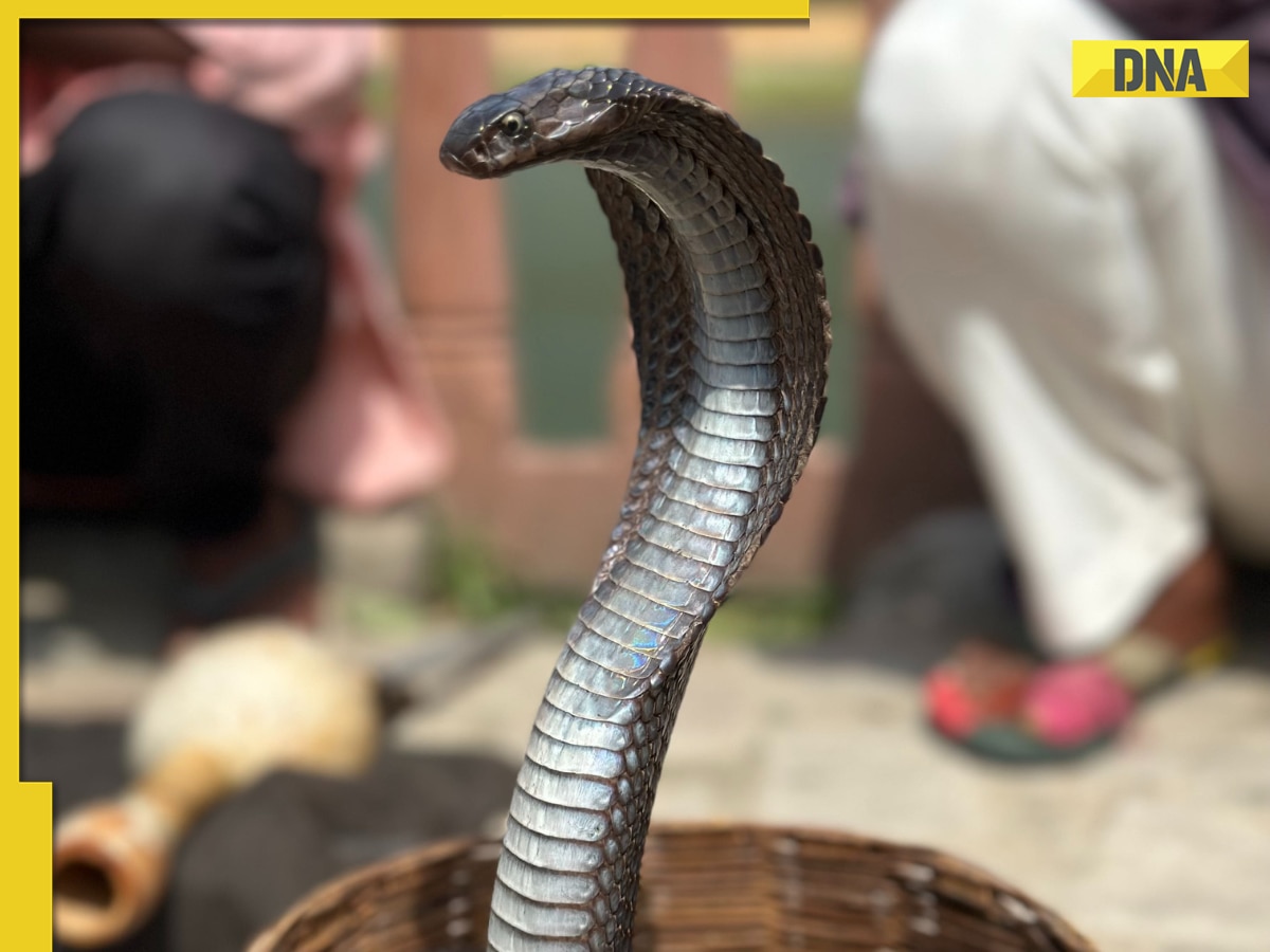 Man finds 5 King Cobras in his bedroom while demolishing house, what happened next will leave you shocked