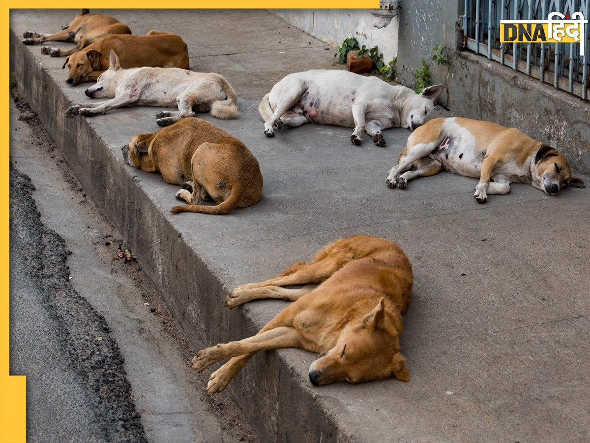 Telangana Stray Dogs Killing: तेलंगाना में एक ही गांव में 21 आवारा ...