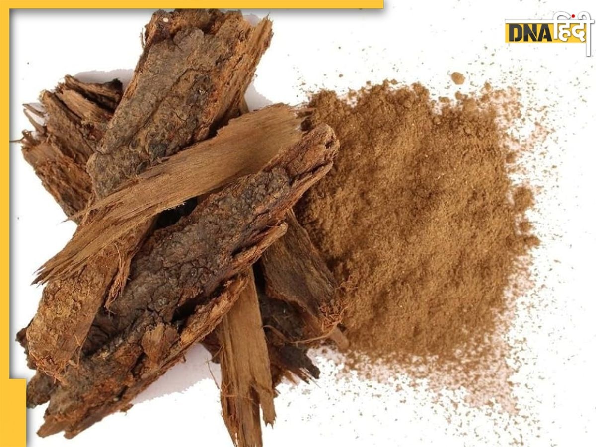 Babul Bark Benefits: पेट दर्द से मधुमेह तक, इन समस्याओं को दूर रखता है बबूल की छाल, ऐसे करें इस्तेमाल