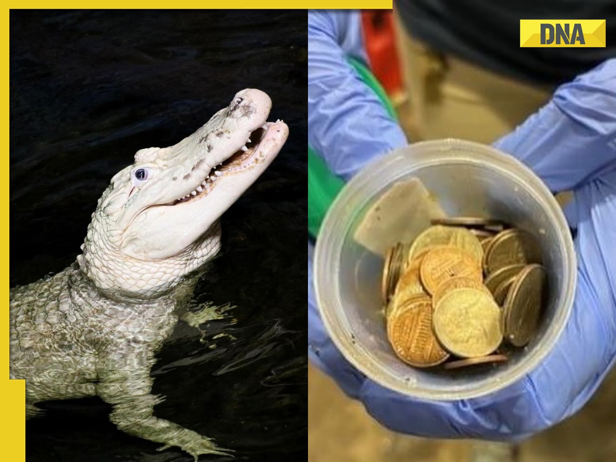 Zoo removes 70 coins from alligator's stomach, requests visitors to avoid throwing money in water