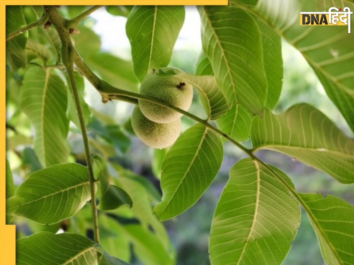 Guava Leaves Benefits: सेहत की सुरक्षा करेंगे अमरूद के पत्ते, इन 5 हेल्थ प्रॉब्लम्स में है कारगर