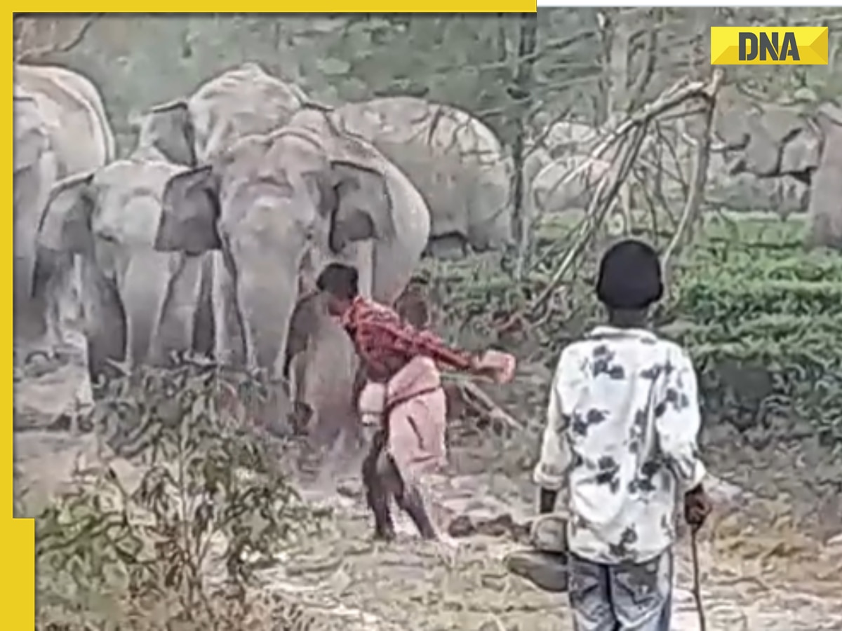 Viral video: Man pokes elephant with a stick and then this happens next...