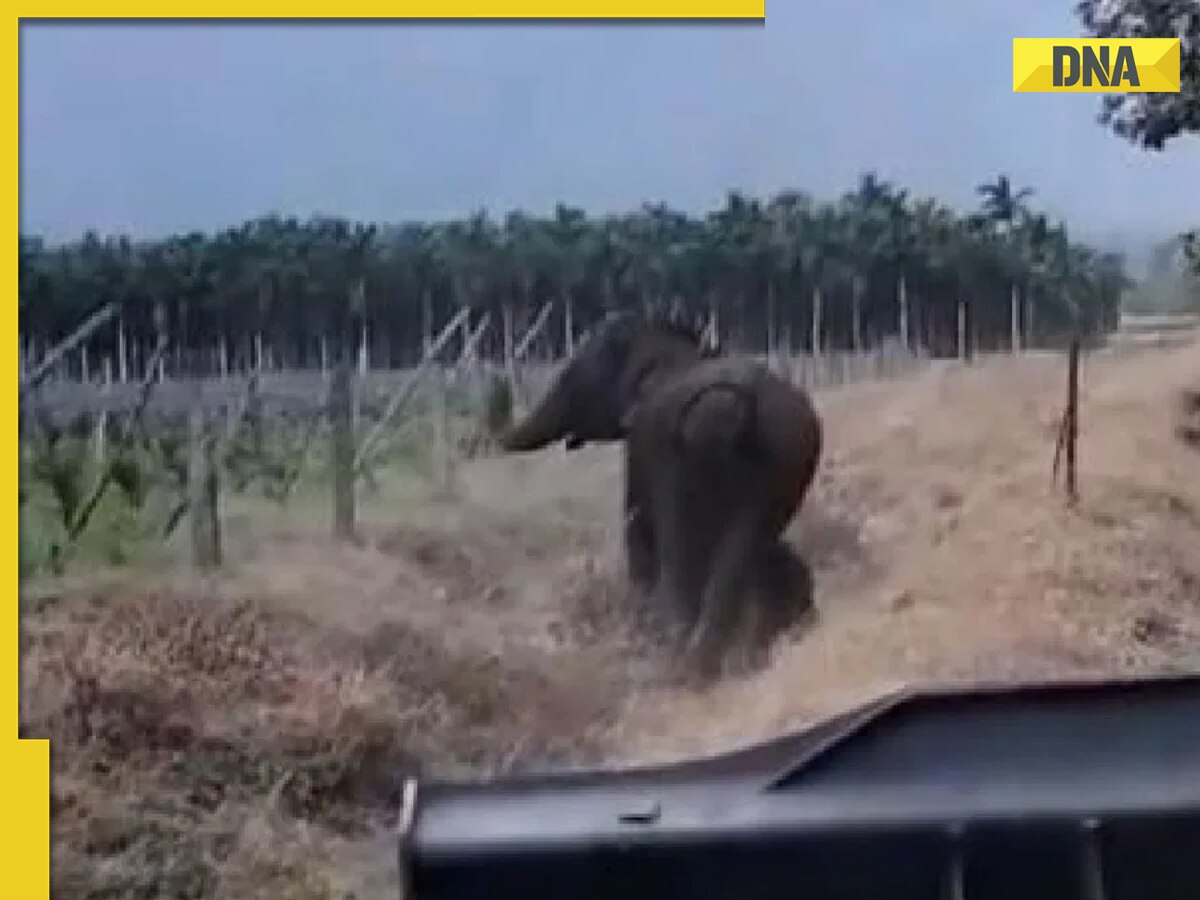Mother elephant 'thanks' forest officials for rescuing her baby jumbo trapped in canal, video goes viral