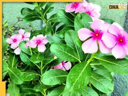 Diabetes Remedy: इस आयुर्वेदिक पौधे की फूल और पत्तियों में छिपा है डायबिटीज का इलाज, ऐसे करें इस्तेमाल
