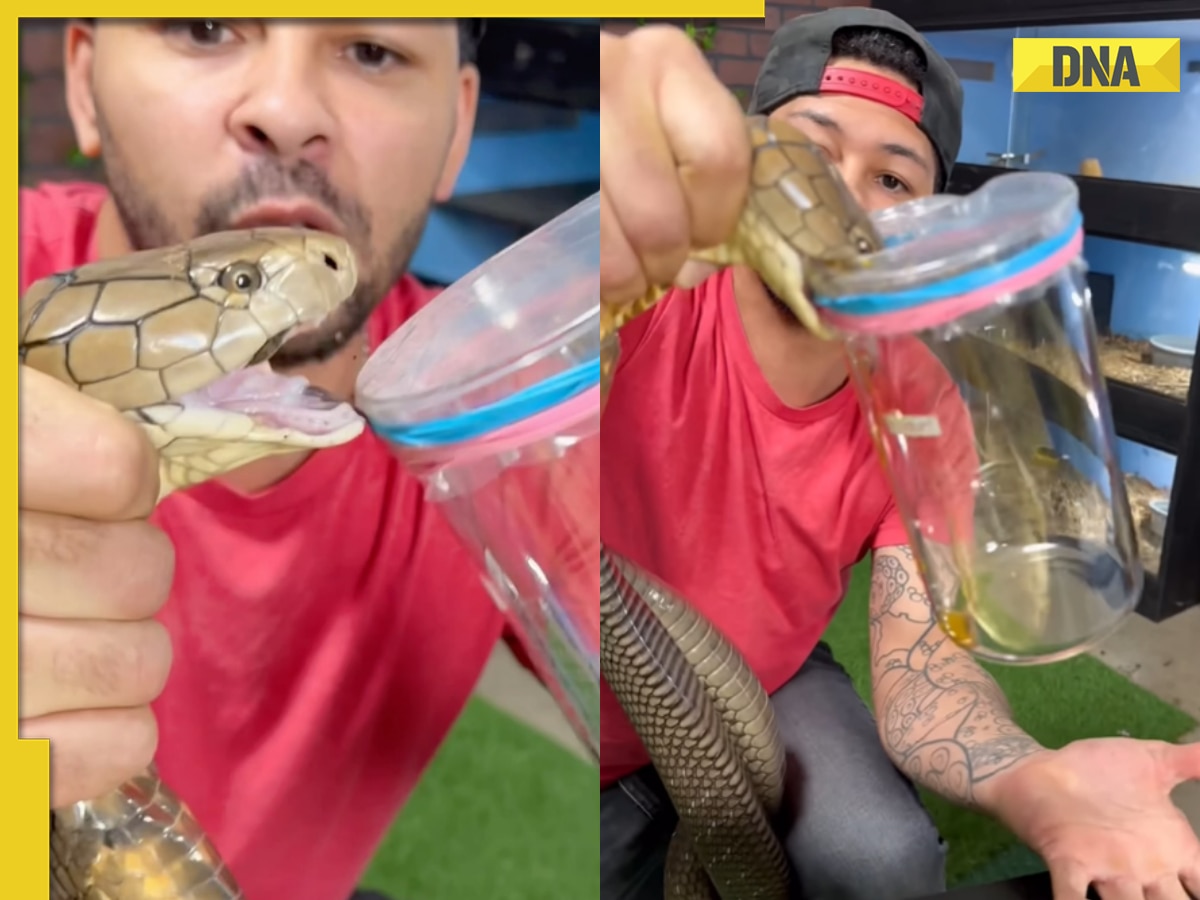 Viral video: Man fearlessly grabs and extracts venom from massive king cobra, internet is shocked