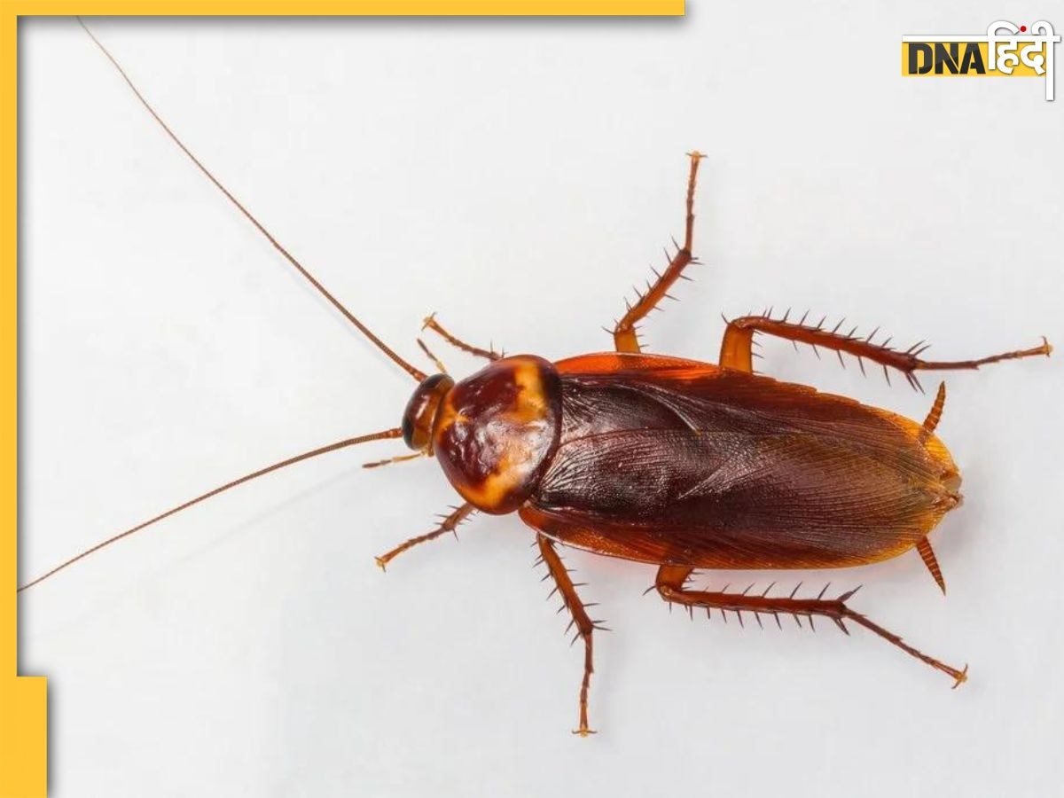 Cockroach Found In Lungs: मरीज के Lungs में पहुंचा Cockroach, खतरे में पड़ी जान, देखकर डॉक्टर भी हुए हैरान