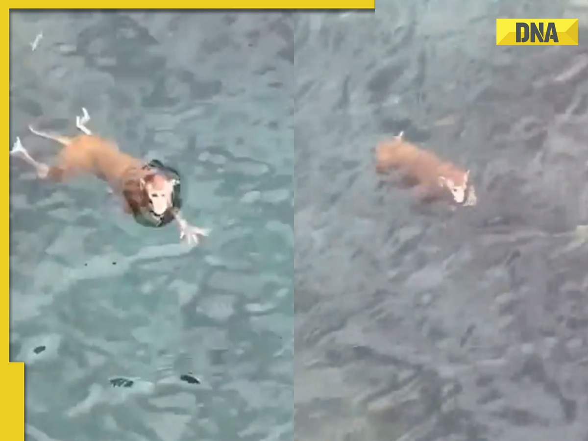 Viral video shows monkey swimming like a pro, internet is stunned