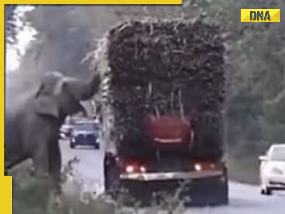 Viral video: Elephant stops trucks to steal sugarcane, internet reacts