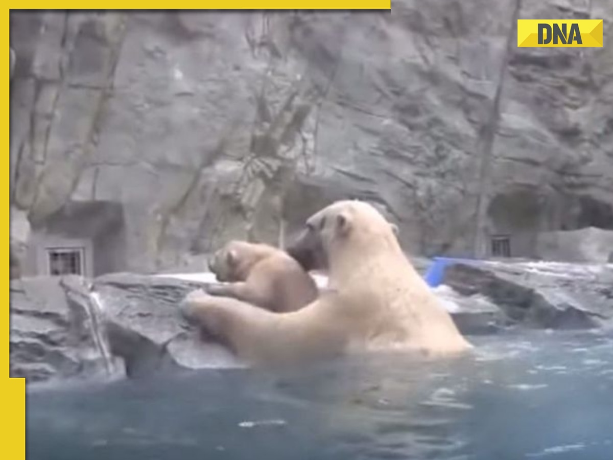 Mother polar bear rescues cub from drowning, viral video wins internet
