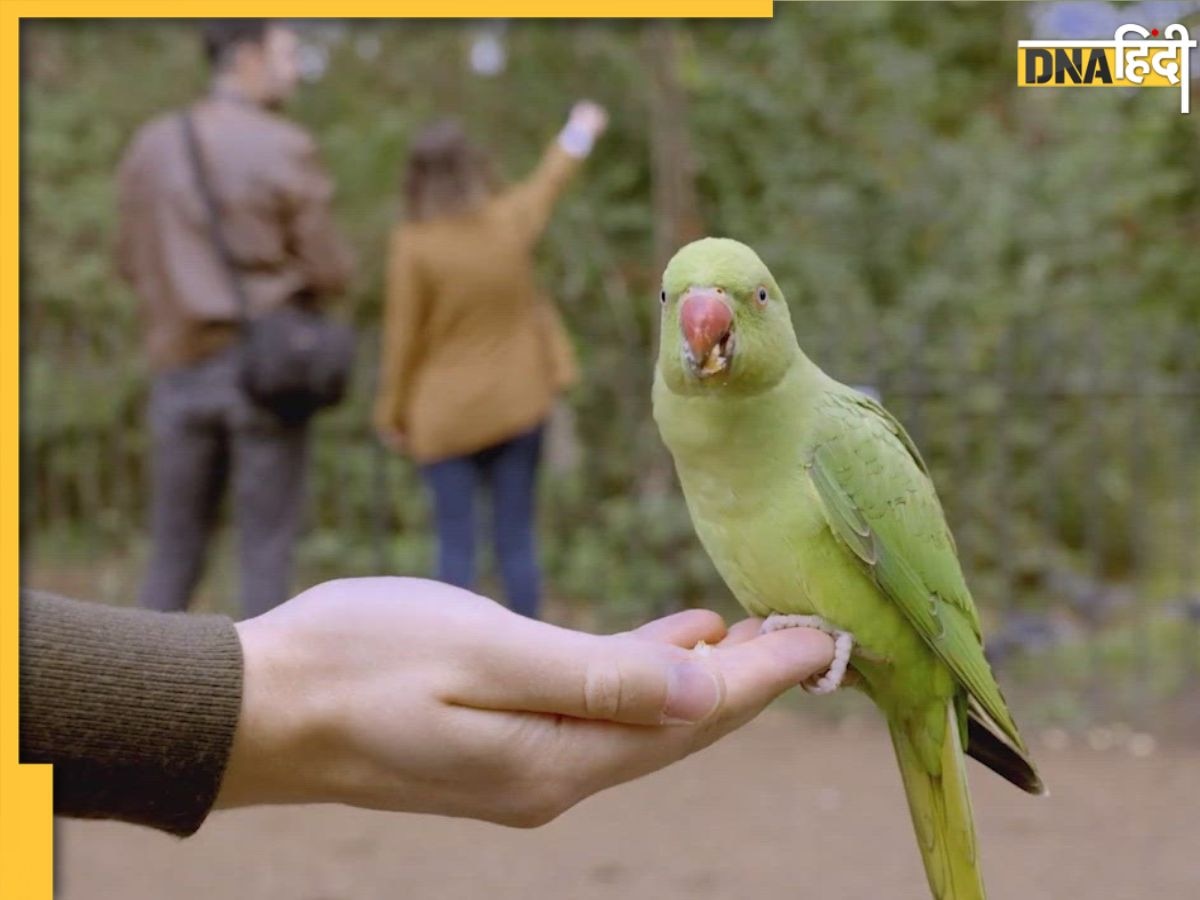 Parrot Fever: 5 मौतों से बढ़ी चिंता, दुनियाभर में फैला 'तोता बुखार'...जानिए कितना घ��ातक है?