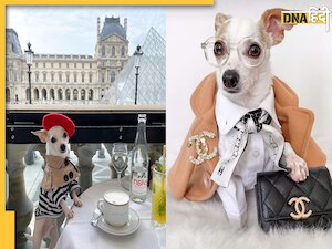 Viral News: रईसों से भी ज्यादा ठाठ से जिंदगी जी रहा है ये डॉगी, Social Media Influencer बन लाखों में करता है कमाई