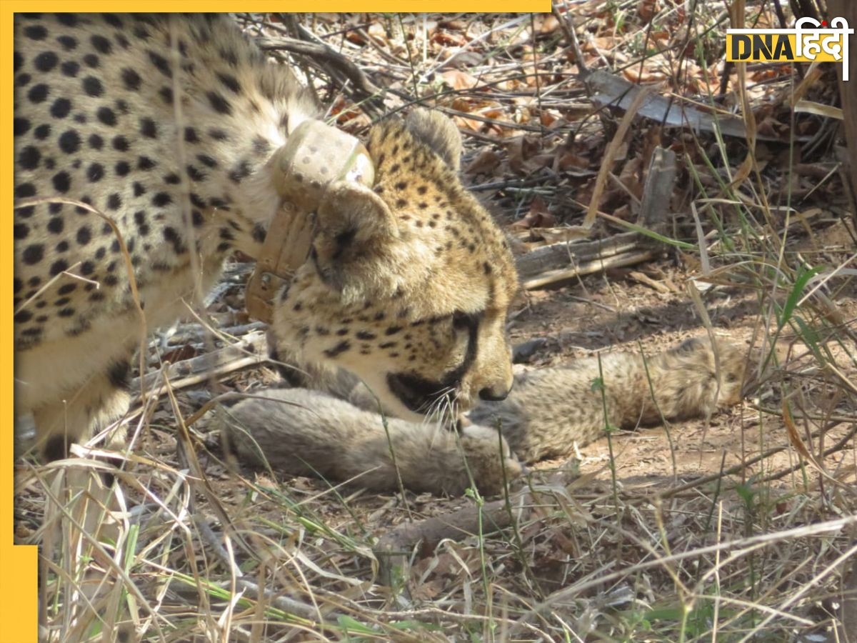 Kuno National Park से आई खुशखबरी, Cheetah Gamini ने दिया 5 शावकों को जन्म 