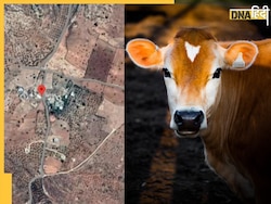 Viral News: Palestine में गाय से करवाई जा रही जासूसी? Israel पर लगा बड़ा आरोप