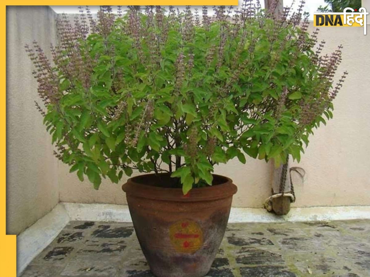 Tulsi Puja Niyam: तुलसी की मंजरी तोड़ने का जान लें नियम, इस दिन छूना भी है वर्जित