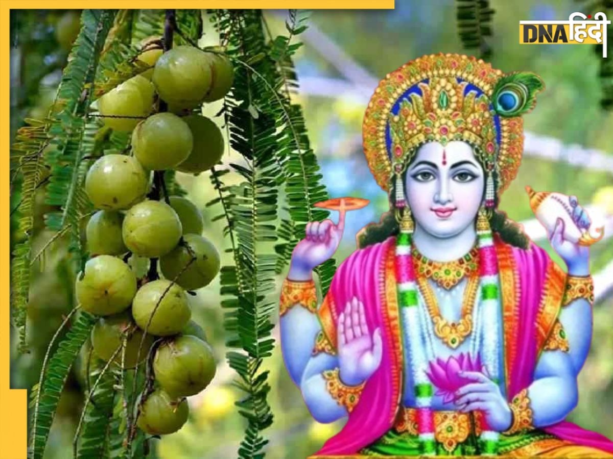 Amalaki Ekadashi के दिन करें आंवले से जुड़े ये उपाय, संतान प्राप्ति में बाधा और गृह क्लेश होगी दूर