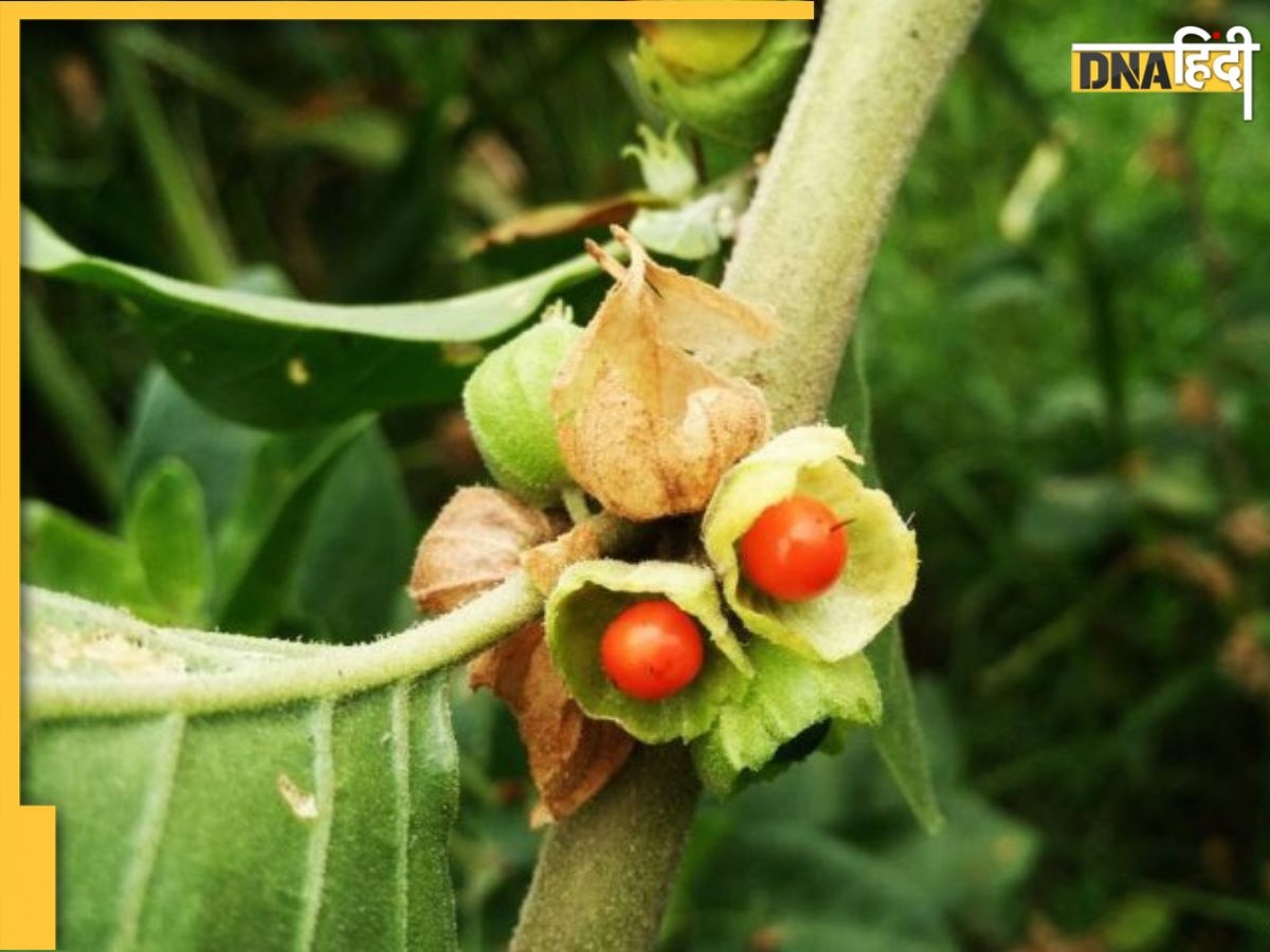 Anti-Anxiety Remedy: दिमाग को धार देना है तो रोज इस एक आयुर्वेदिक औषधि को खाएं, चिंता-तनाव भी होगा दूर