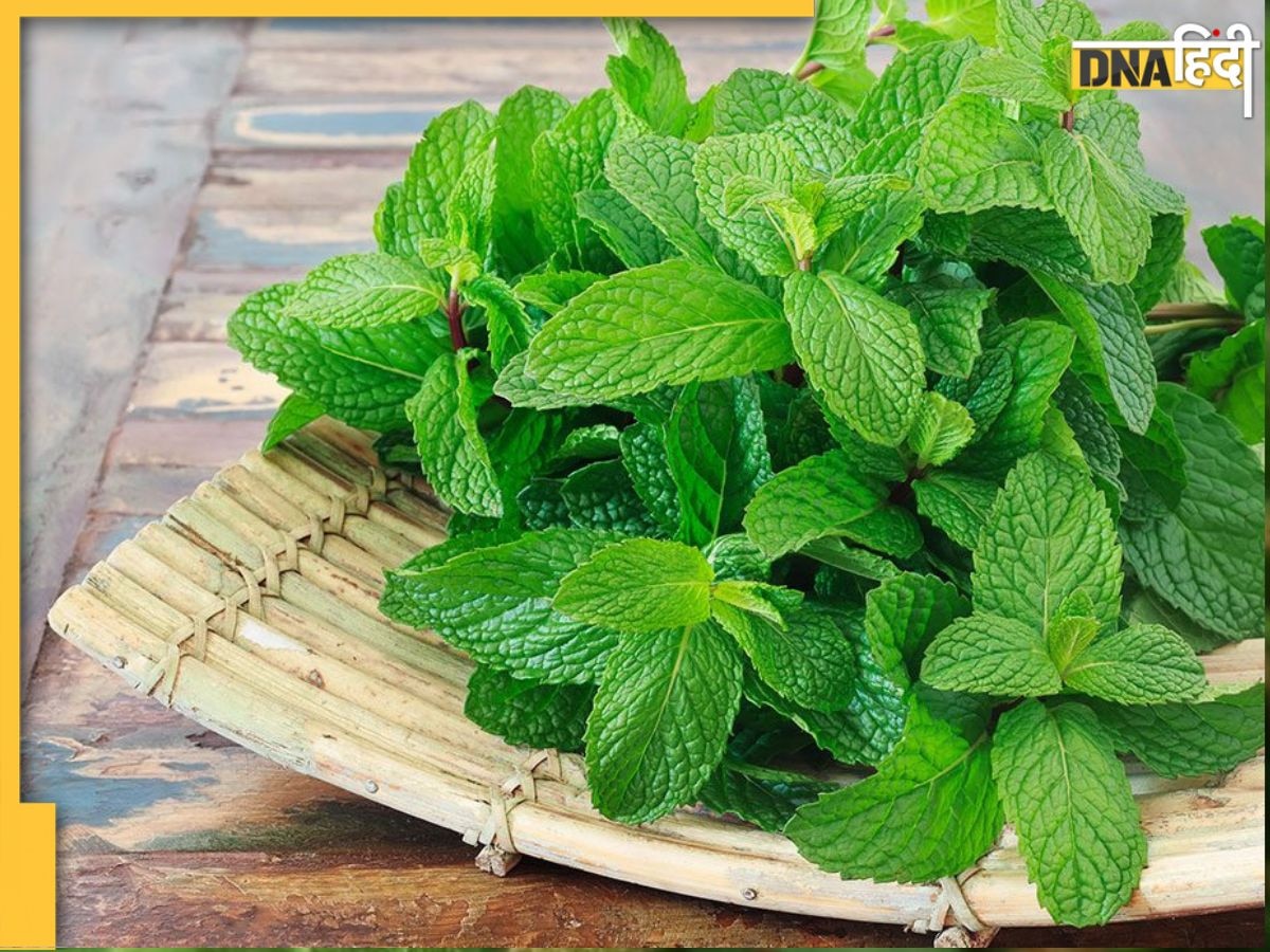 Benefits of Mint leaves: सिरदर्द से लेकर गठिया तक का इलाज करती हैं पुदीने की पत्तियां, 5 फायदे और भी जान लें