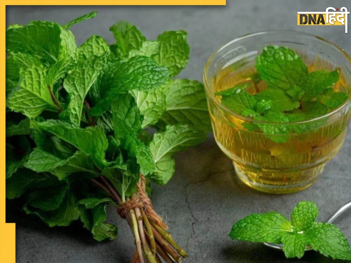 Mint Leaves Benefits: सर्दी जुकाम का कारगर उपाय है पुदीने के पत्ते, इसके इस्तेमाल से मिलेंगे 5 जबरद�स्त फायदे