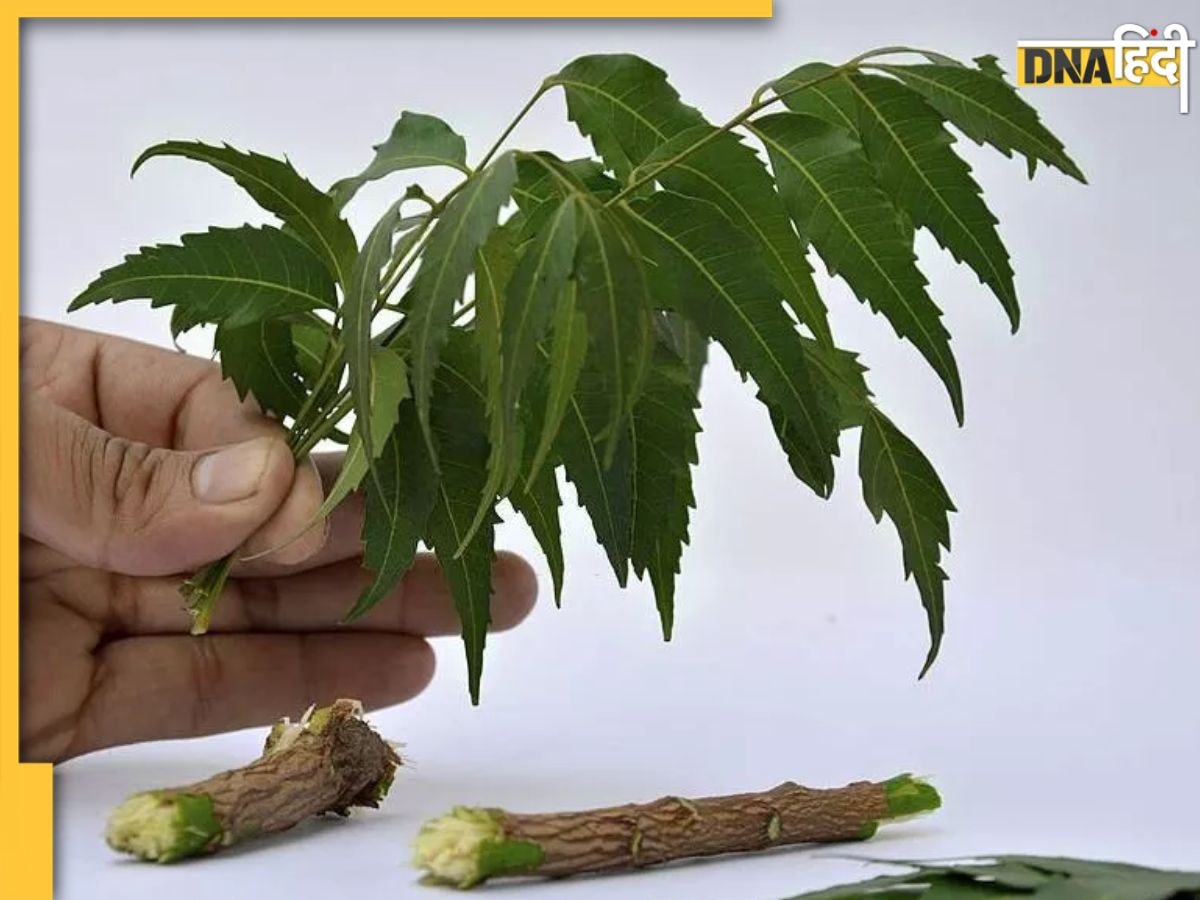 Neem Leaves Benefits: सुबह खाली पेट चबाएं नीम की पत्तियां सेहत को मिलेंग ये 4 फायदे, दुरुस्त रहेगी सेहत