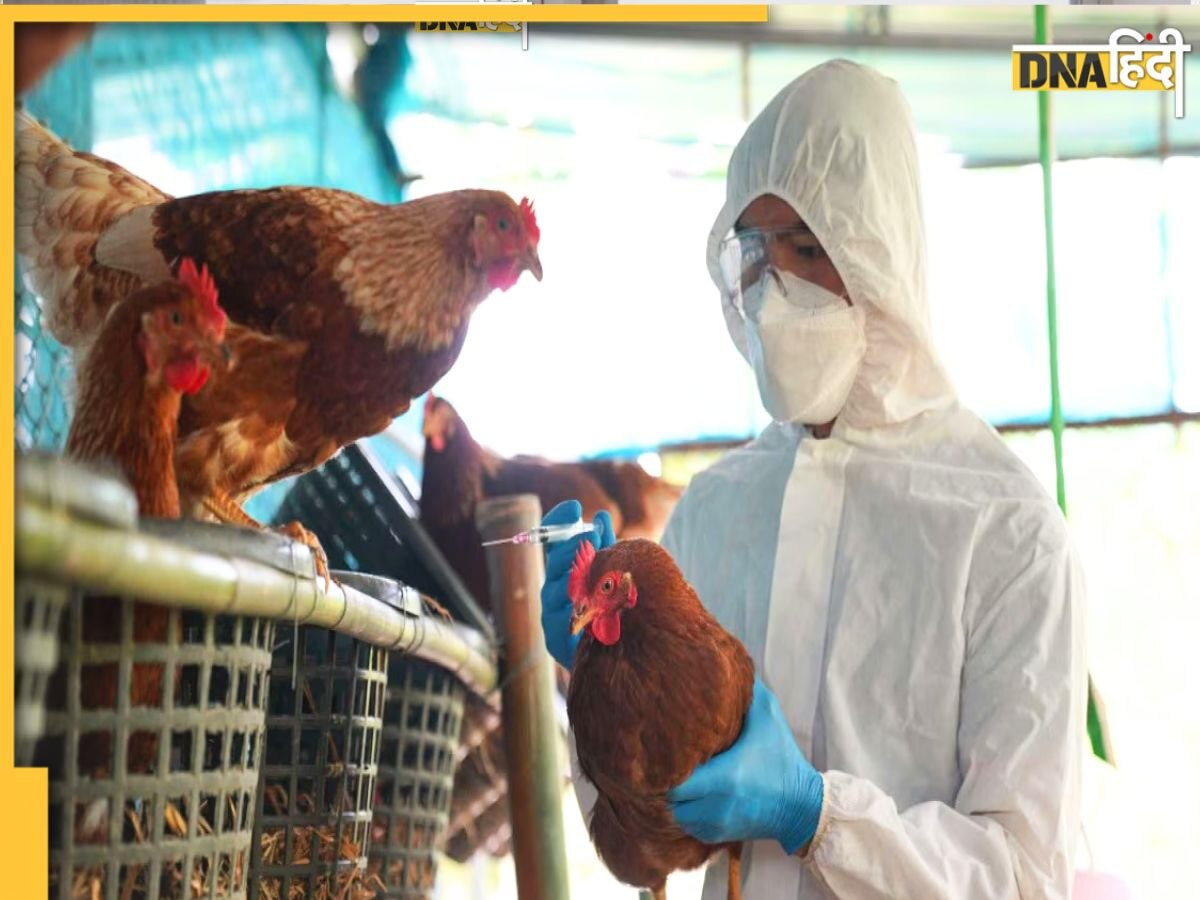 Bird Flu Alert: क्या कोरोना से ज्यादा खतरनाक होने वाला है बर्ड फ्लू?  जानिए भारत के लिए कितना ख़तरा है