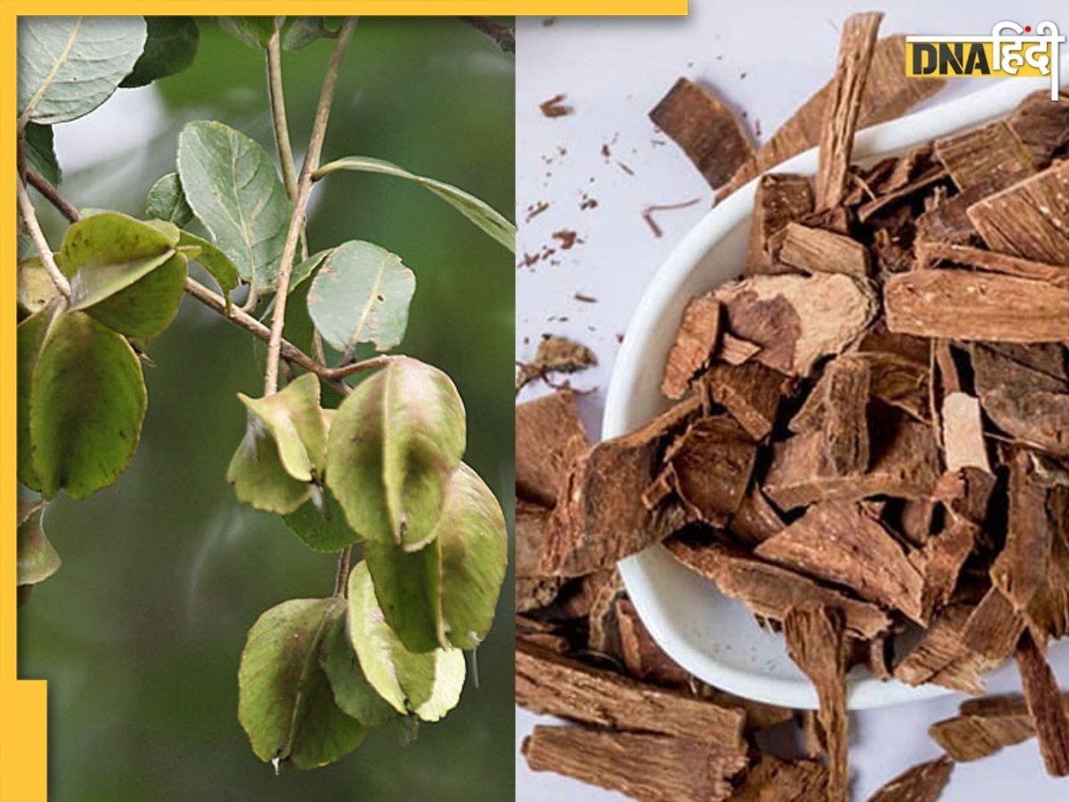 Benefits Of Arjuna Bark: बेहद चमत्कारी है अर्जुन की छाल, इन 4 रोगों की कर देगी छुट्टी