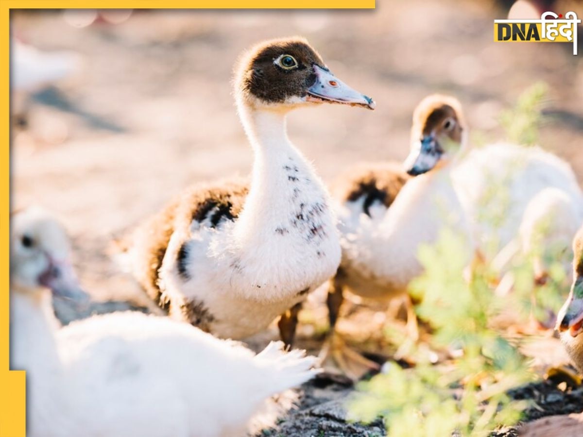 केरल में Bird Flu ने दी दस्तक, जानें क्या हैं इस बीमारी के लक्षण और कैसे कर सकते हैं बचाव