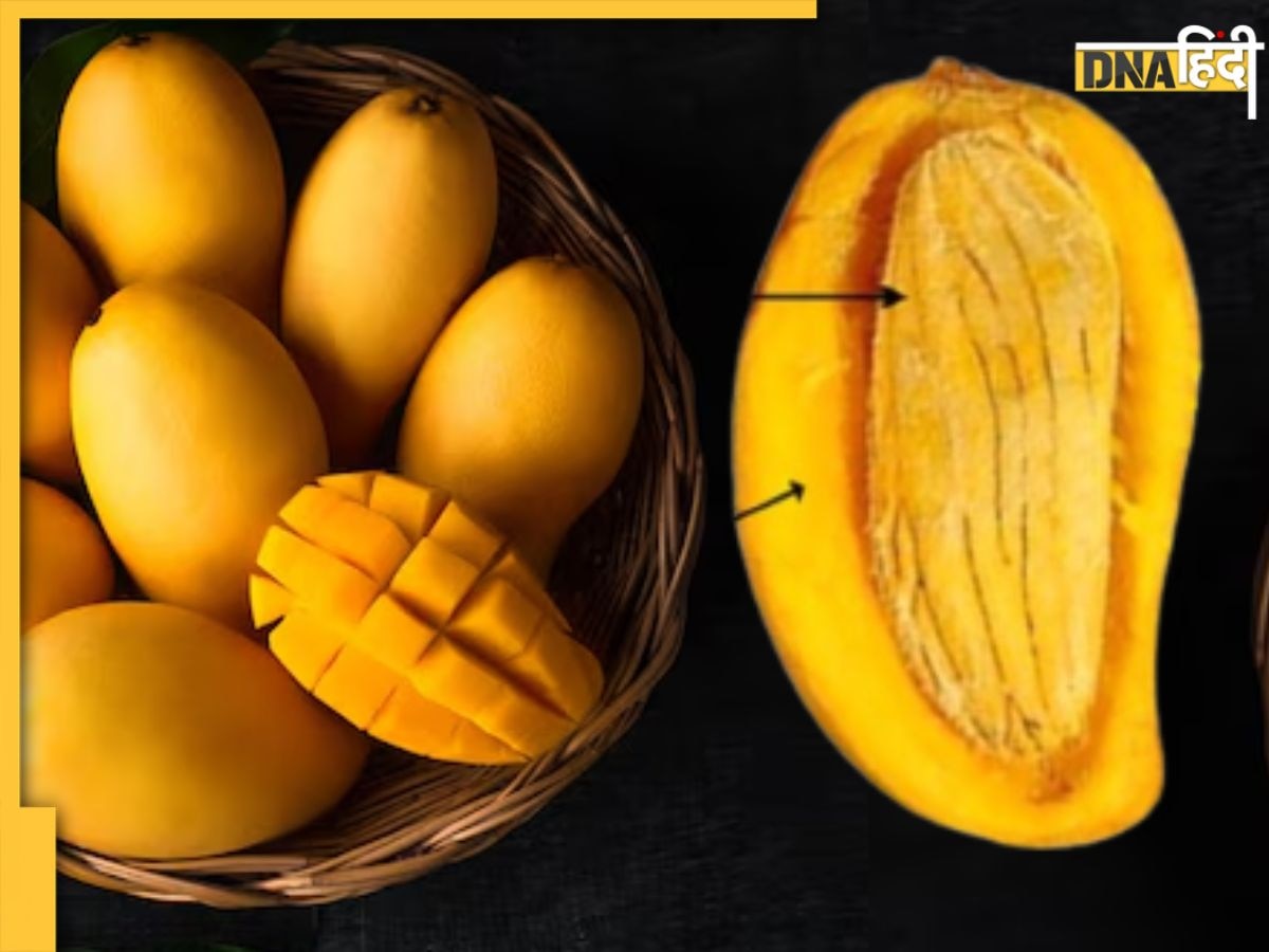 Mango Seed Benefits: आम ही नहीं, इसकी गुठलियां भी दूर रखती हैं कोलेस्ट्रॉल समेत ये 5 गंभीर समस्याएं