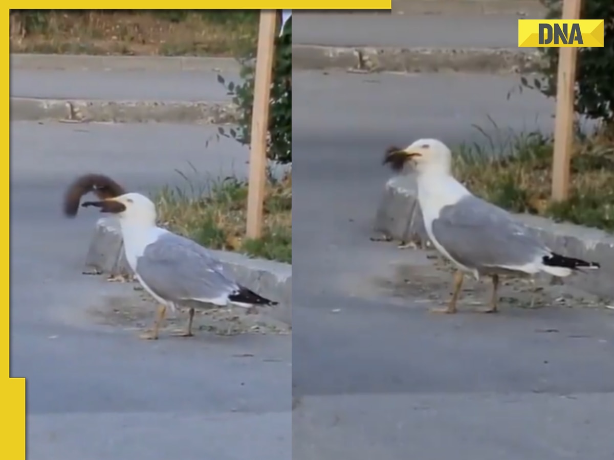 Viral video: Seagull swallows squirrel whole in single go, internet is stunned