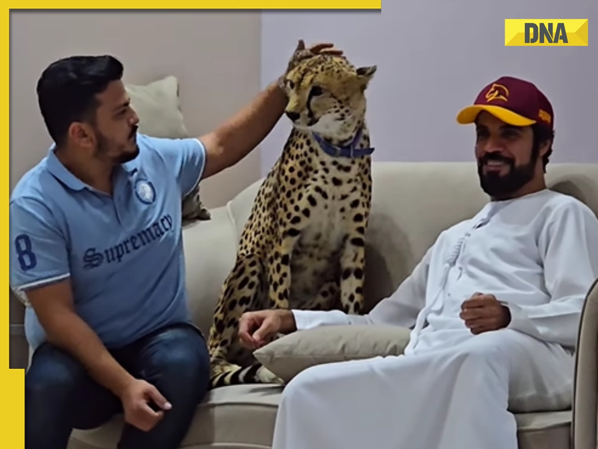 Pakistani man tries to pet cheetah in viral video, here's what happened next