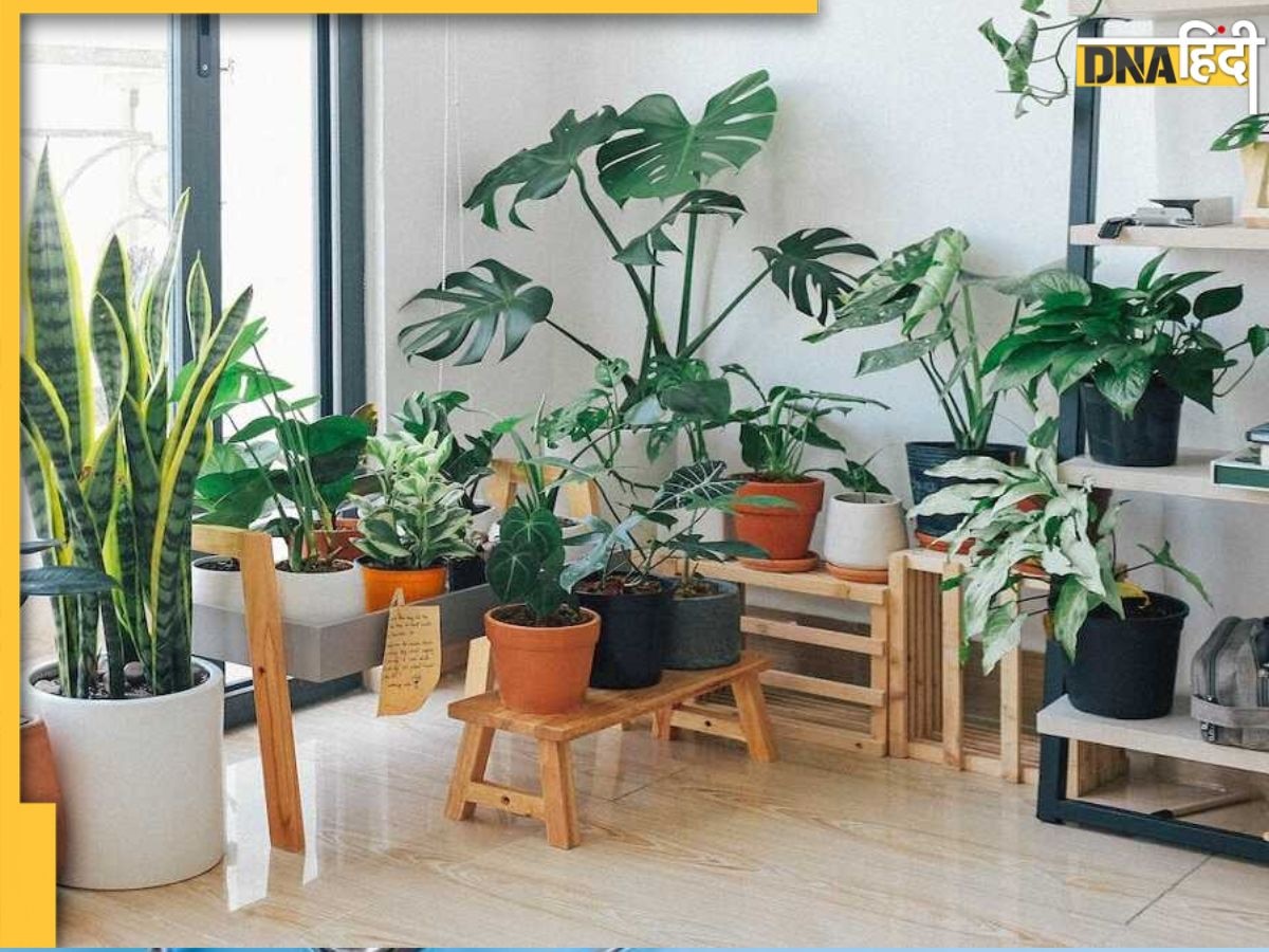 Indoor Plant Side Effects: घर के अंदर पौधे रखने का शौक है? तो जान लें डेंगू से लेकर अस्थमा तक क्यों रहेगा खतरा