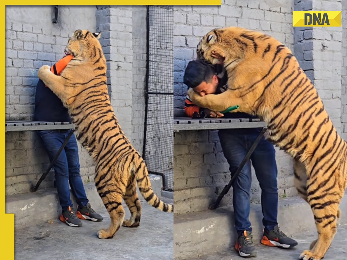 Viral video: Pakistani man tries to get close with tiger and this happens next