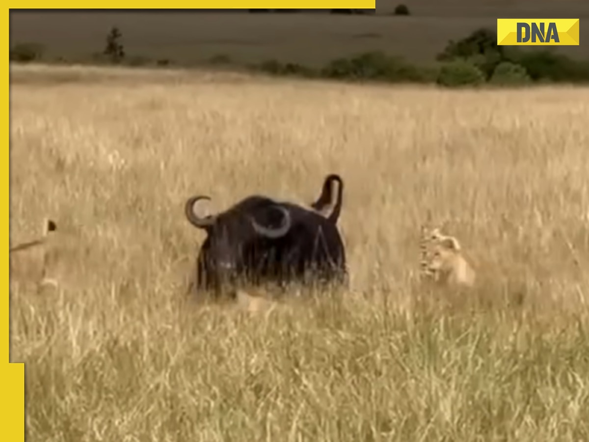 Heroic buffalo herd rescues one of their own from lion ambush, video is viral