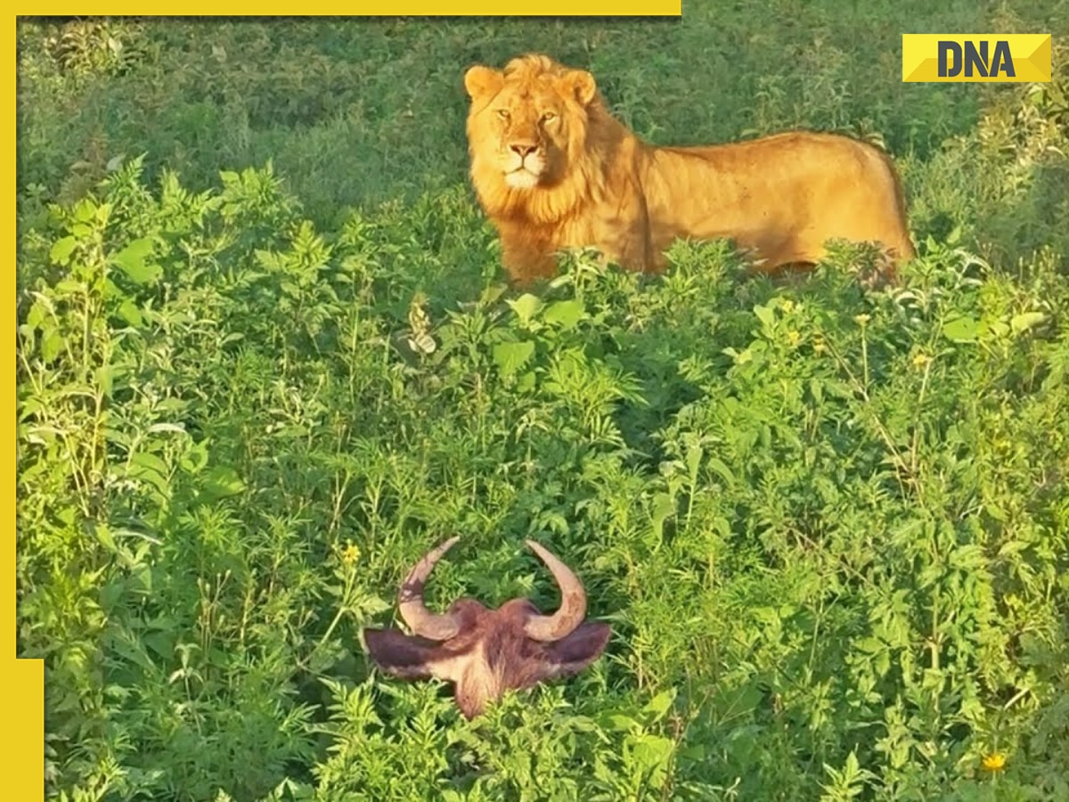 Viral video: Lion's terrifying ambush on napping wildebeest stuns internet, watch