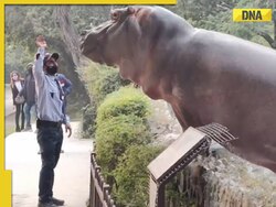 Old video resurfaces: Hippo attempts zoo breakout, gets slapped by security guard