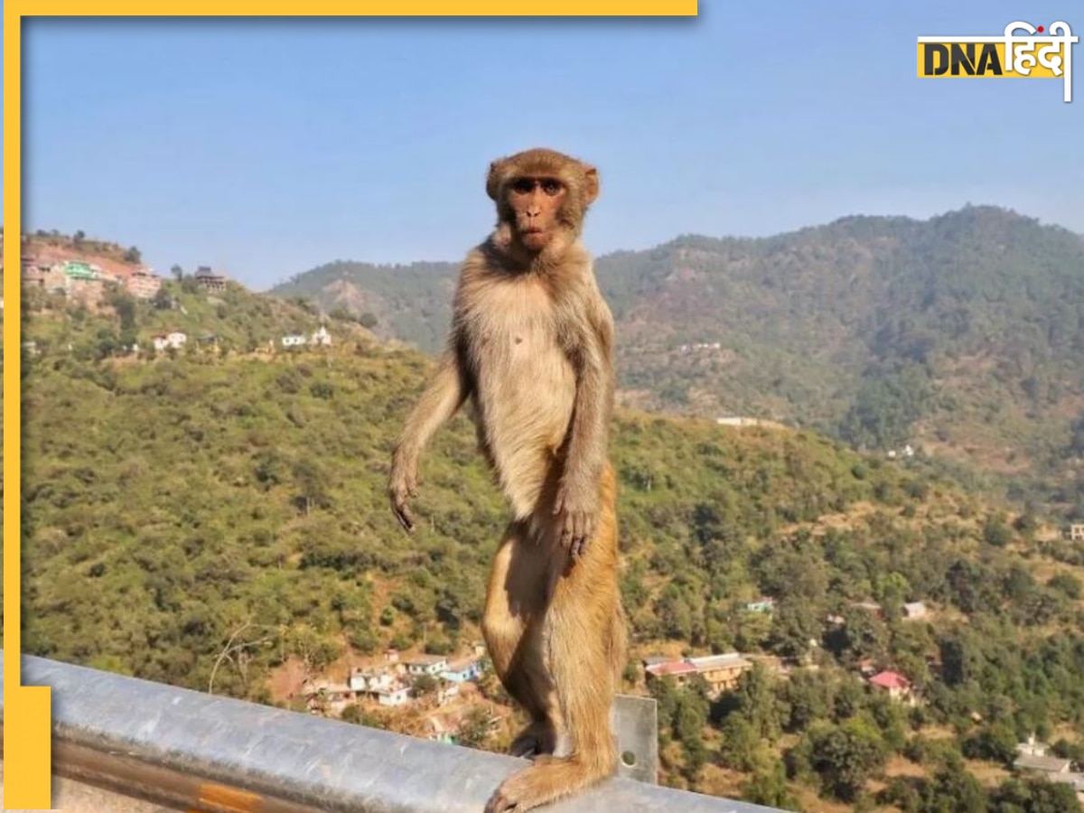 मालकिन को दुल्हन बनते देख बौराया Monkey, गम में गटक ली Whiskey, फिर किया ये तूफानी काम 