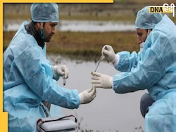 अमेरिका में पैर पसार रहा Bird Flu, भारत की भी बढ़ी चिंता, जानिए इससे बचाव के उपाय