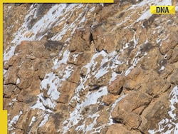 Can you spot 'ghost of the mountain'? Internet stumped by camouflaged snow leopard