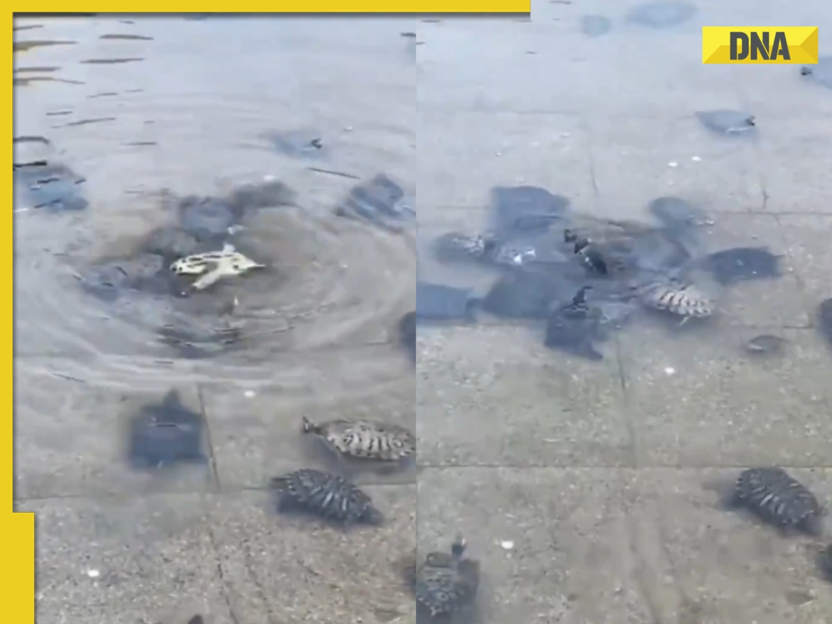 Viral Video: Turtles flip over stranded friend in heartwarming rescue, internet hearts it