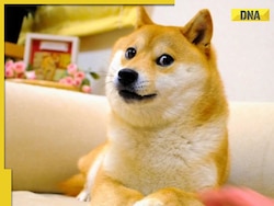 Meme dog Kabosu, that inspired Dogecoin, dies