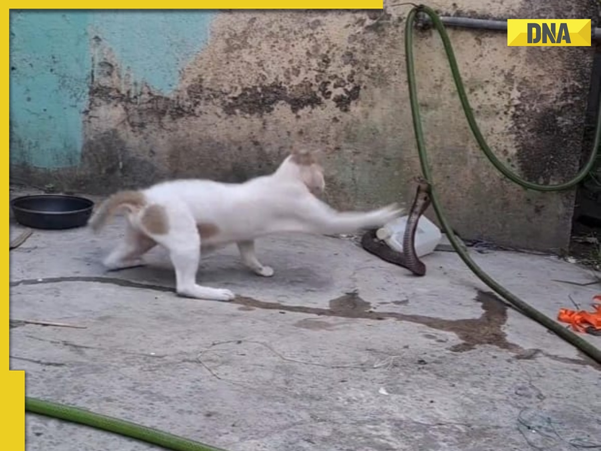 Viral video: Fearless cat defends against deadly cobra attack, internet is stunned