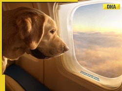 This is world's first airline for dogs, here's how much it will cost