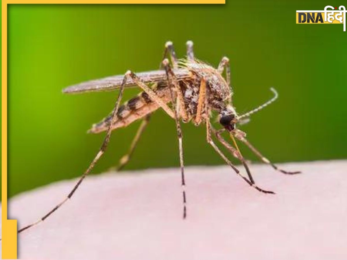 Dengue Mosquito Bite: डेंगू का मच्छर लड़कियों के मुकाब��ले लड़कों को ज्यादा काटता है, जानिए क्यों?