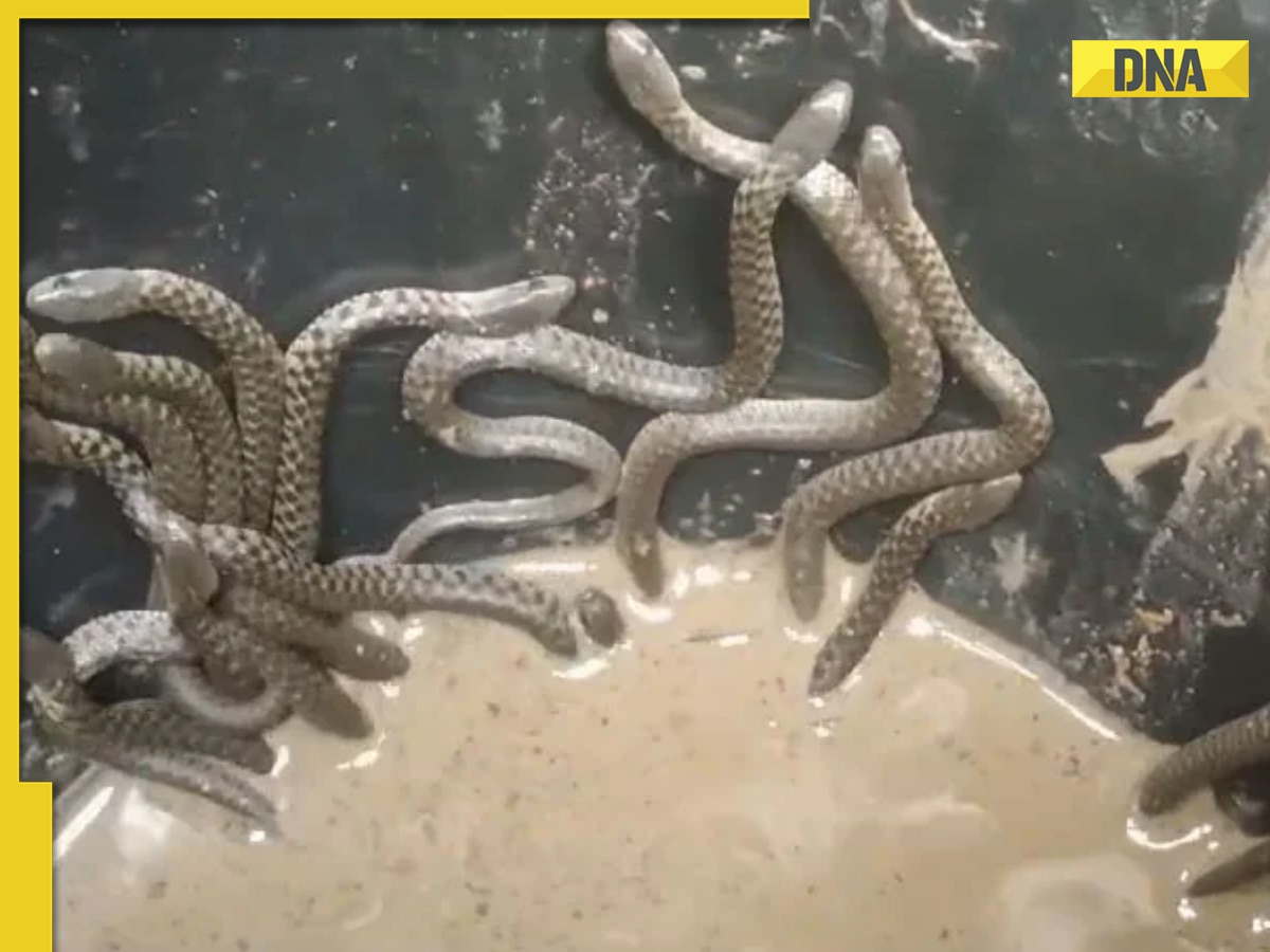 Viral video: Over 35 snakes crawl out of bathroom in Assam house, watch