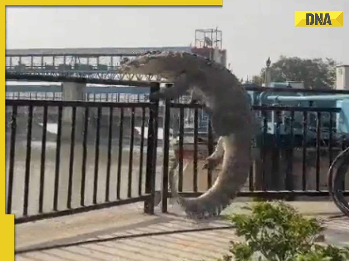 Viral video: 10-foot-long crocodile tries to climb over railing in UP ...