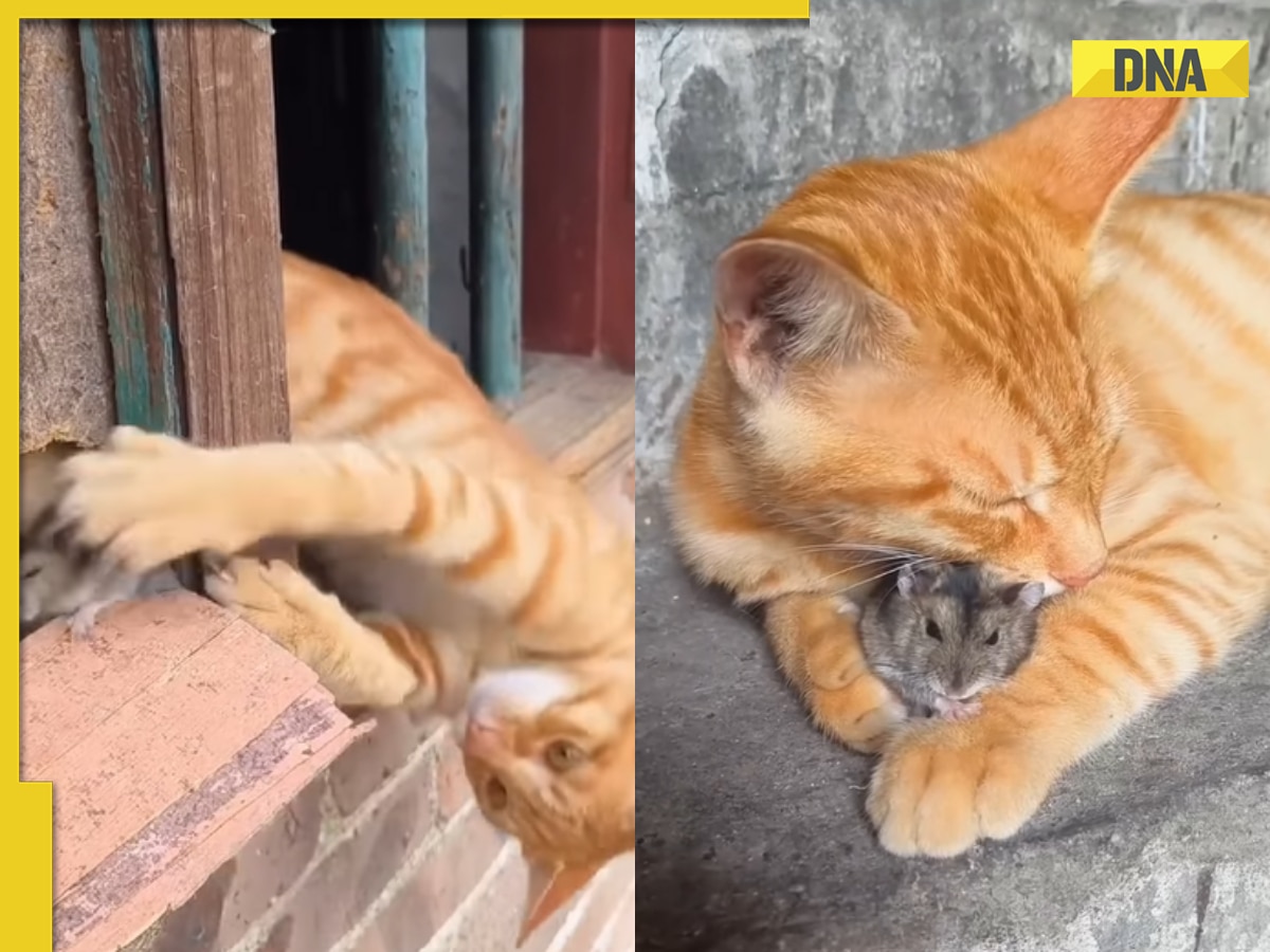 Pawsitively adorable: Viral video shows real-life Tom & Jerry cuddling  after cute catfight