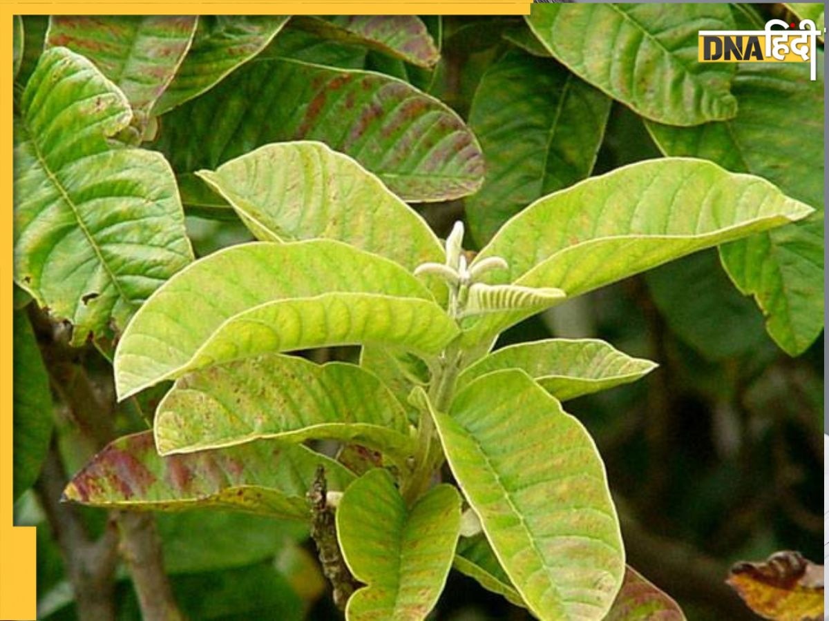 Ayurvedic Leaves: ये हरी पत्तियां कोलेस्ट्रॉल और यूरिक एसिड को शरीर में रुकने नहीं देंगी