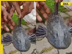 Unique 4-eyed fish species discovered in Assam's Karimganj, video is viral