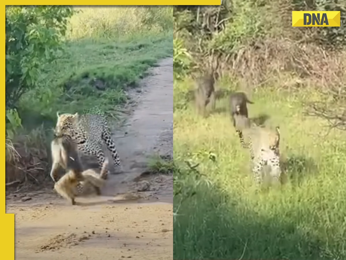 Viral video: Baboons' brave stand against leopard's savage assault stuns internet