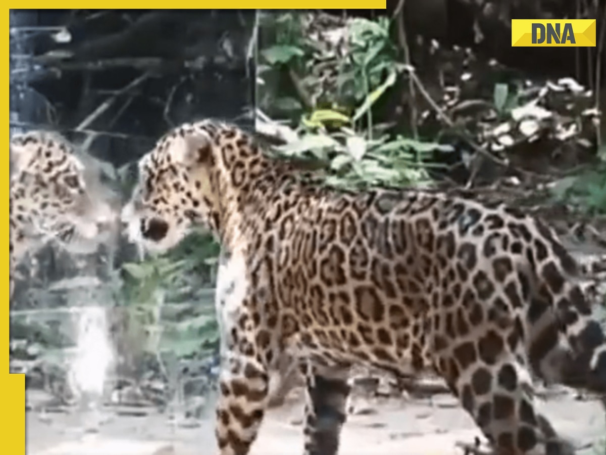 Viral video: Wild animals' astonishing reactions to mirror will leave ...